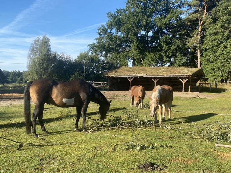 Retirement paddock spaces available at Paddock Trail in Prignitz
