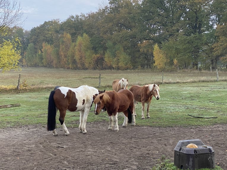 Retirement spaces available at PaddockTrail in Prignitz