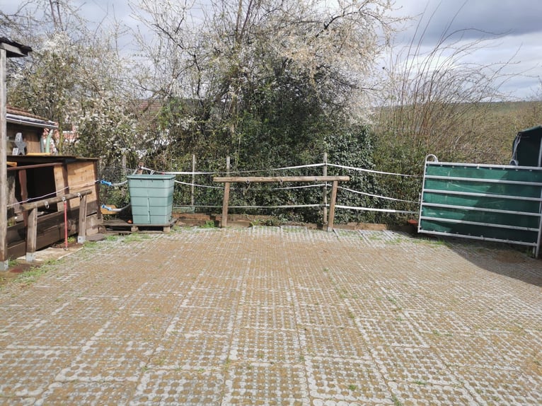 Self-sufficient open stable for rent, suitable for 6 horses, with pastures in Eltville