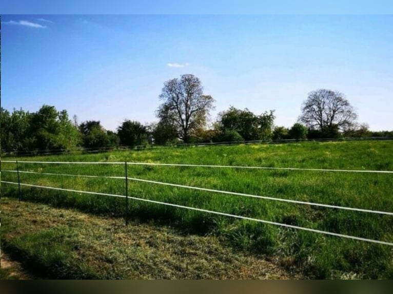 Self-sufficient open stable for rent, suitable for 6 horses, with pastures in Eltville