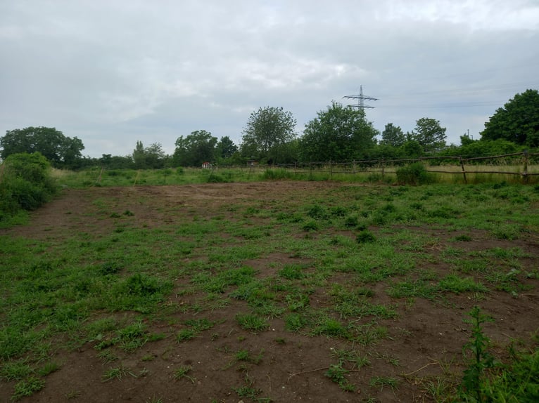 Self-sufficient open stable for rent, suitable for 6 horses, with pastures in Eltville