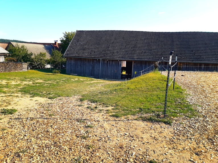 Stable space available at my private four-sided farm in the Waldviertel region