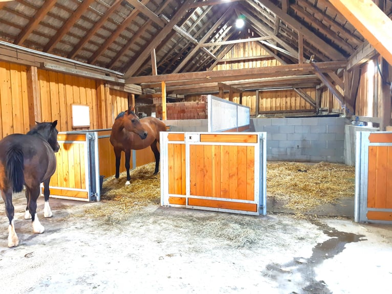 Stable space available at my private four-sided farm in the Waldviertel region