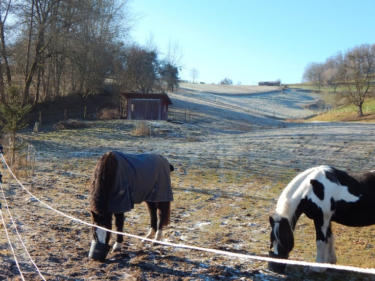 Vollpension mit ganzjährigem Weidezugang Rumdumversorgung möglich, gern für Renter deutschlandweit