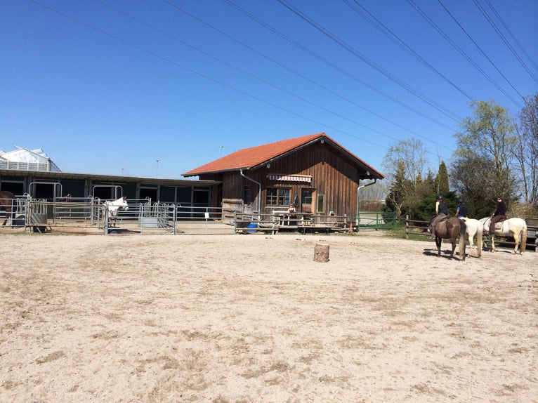 Aufzuchtplatz für Hengstfohlen 