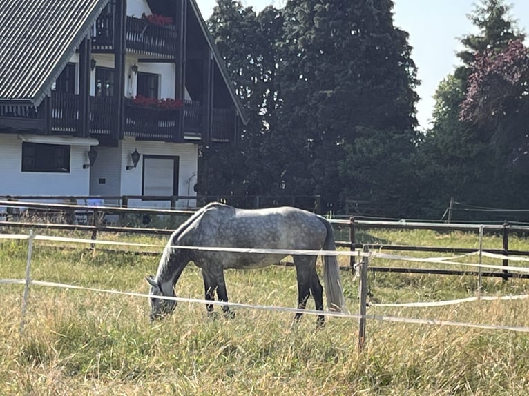 Aufzuchtplatz für Jährlingshengst