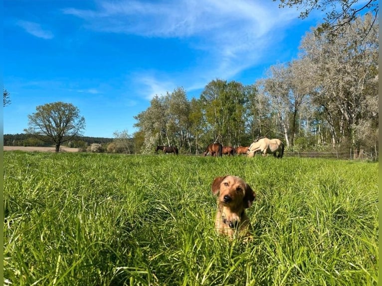 Aufzuchtplatz Junghengstaufzucht Wallach Jungpferde Islandpferd