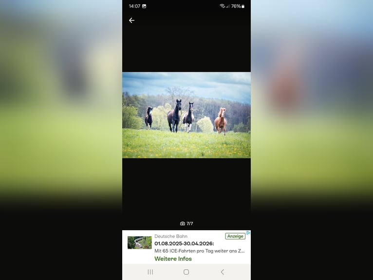 Aufzuchtplatz Junghengstaufzucht Wallach Jungpferde Islandpferd