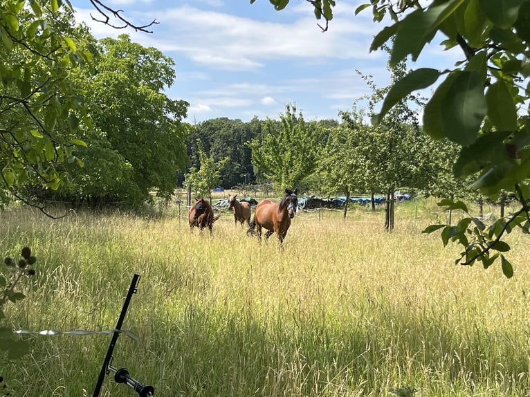 Aufzuchtplatz Offenstallplatz