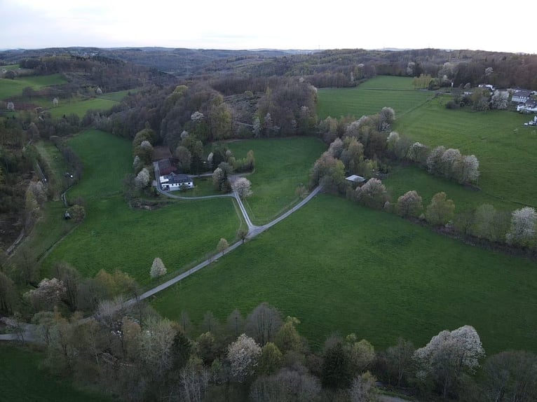 Available weaning and yearling mare paddocks at Borner Hof