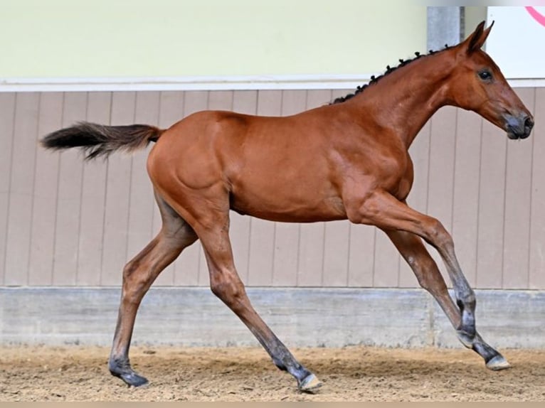 Belgian care for your foal, available in Poland