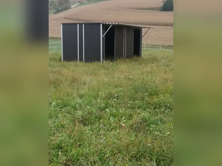 Biete Aufzuchtplatz für Hengstfohlen /Stutfohlen 