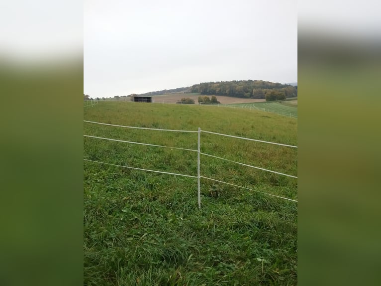Biete Aufzuchtplatz für Hengstfohlen /Stutfohlen 