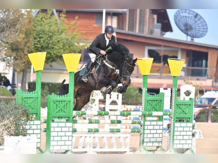 Breeding, backing, training, and marketing all handled in-house