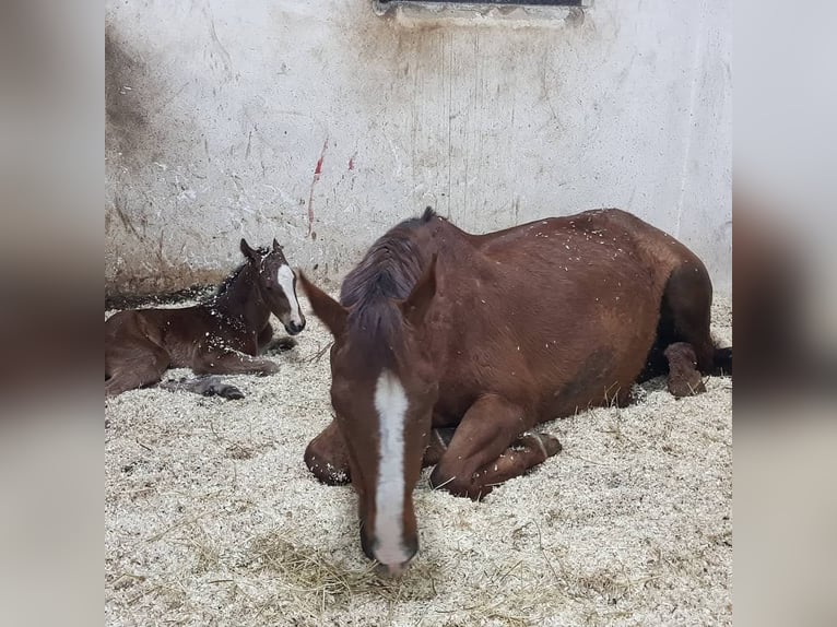 Breeding, backing, training, and marketing all handled in-house