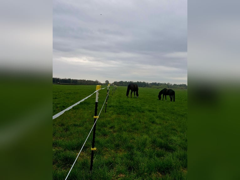Breeding paddock for stallions