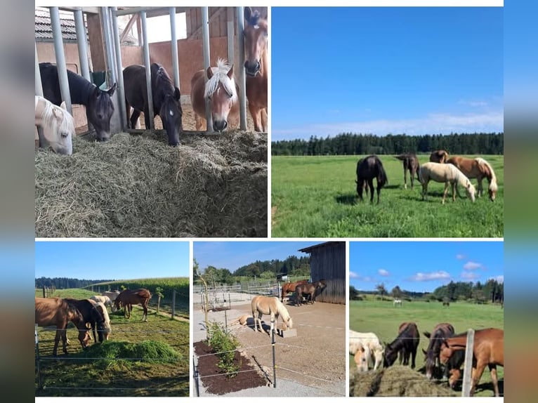 Breeding Space for Mare Yearling