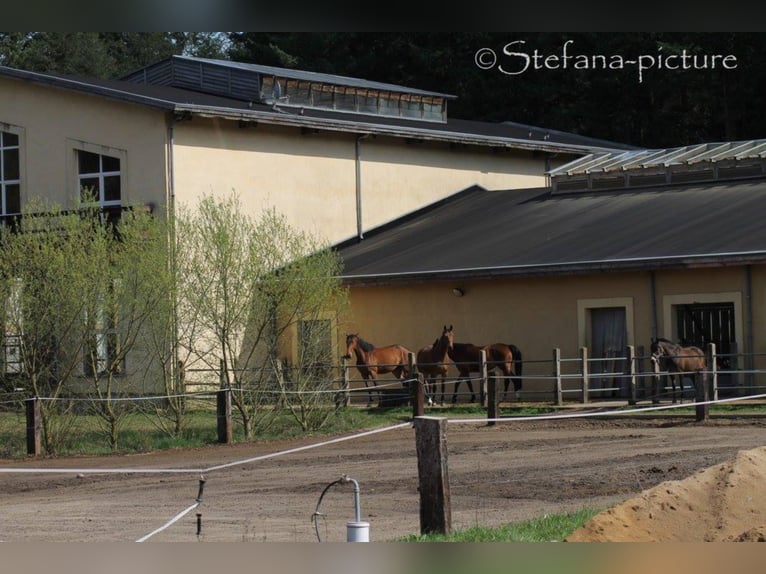 Breeding spaces available