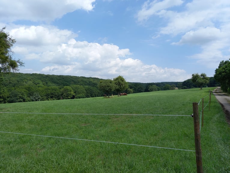 Breeding stalls available for stallions and mares