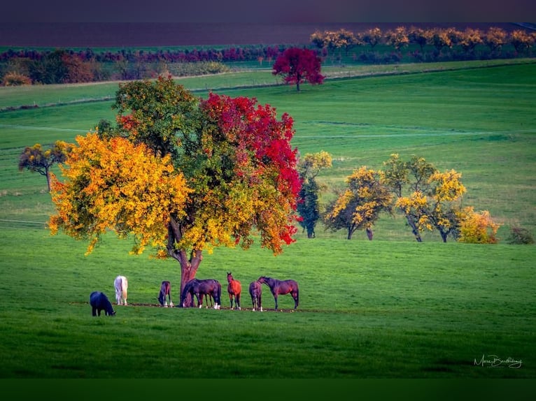 Breeding stalls available for stallions and mares