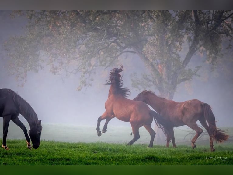 Breeding stalls available for stallions and mares