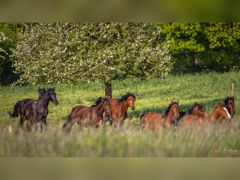 Breeding stalls available for stallions and mares