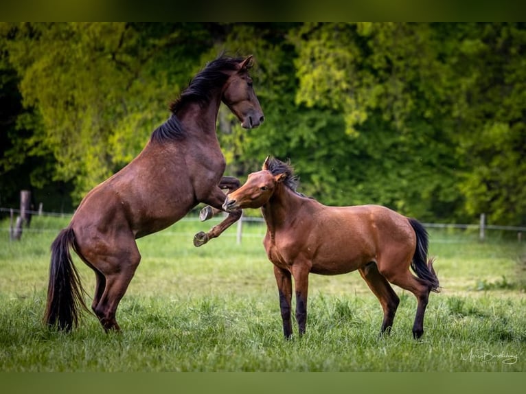 Breeding stalls available for stallions and mares