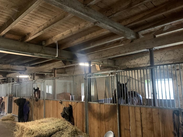 Foal and young horse turnout paddocks in Hasbergen – professionally, species-appropriate, and indivi