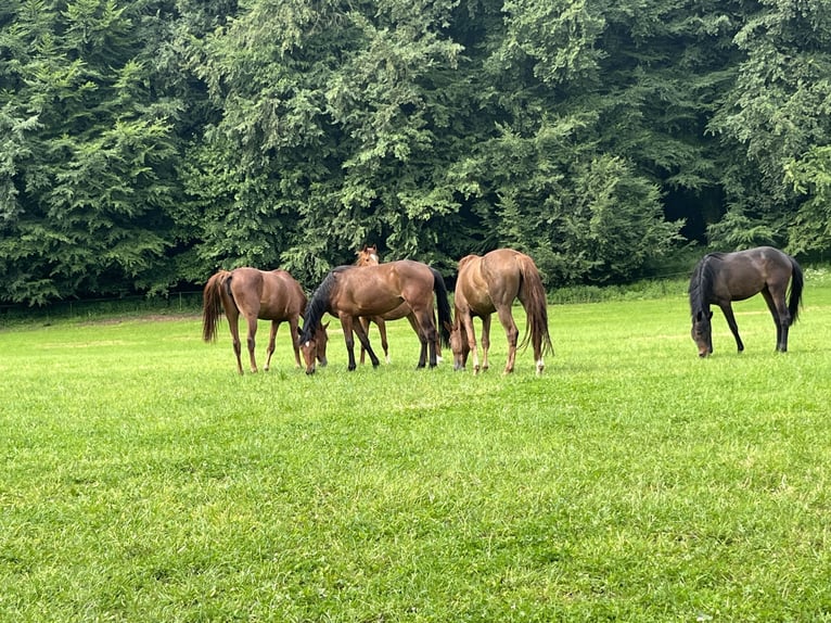 Foal and young horse turnout paddocks in Hasbergen – professionally, species-appropriate, and indivi