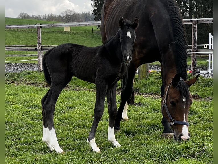Foal and young horse turnout paddocks in Hasbergen – professionally, species-appropriate, and indivi