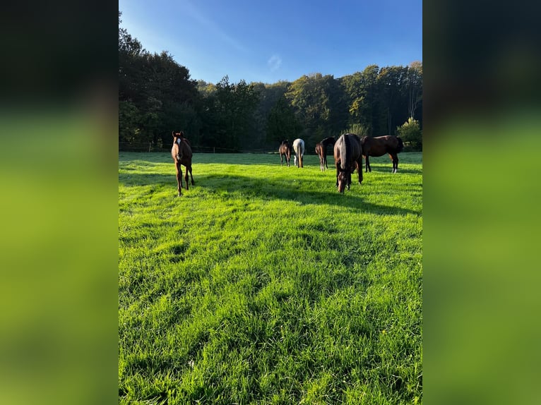 Foal and young horse turnout paddocks in Hasbergen – professionally, species-appropriate, and indivi