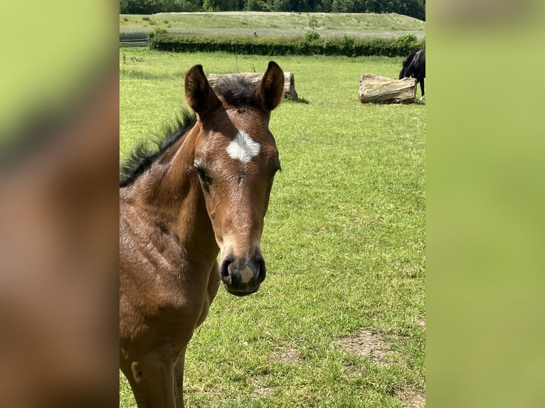 Foal and young horse turnout paddocks in Hasbergen – professionally, species-appropriate, and indivi