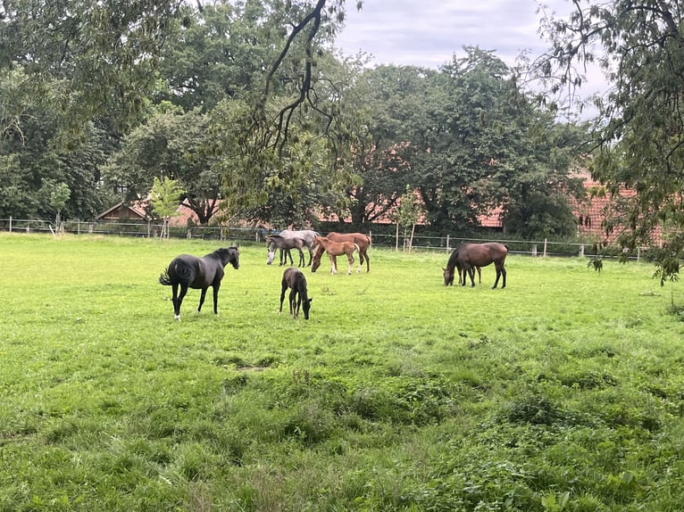 Foal and young horse turnout paddocks in Hasbergen – professionally, species-appropriate, and indivi