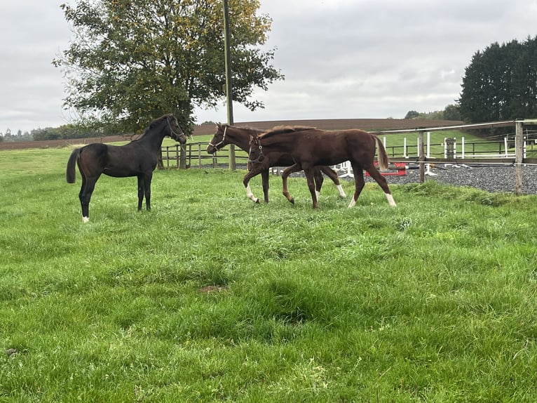 Foal and young horse turnout paddocks in Hasbergen – professionally, species-appropriate, and indivi