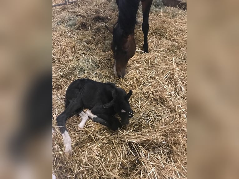 Foal and young horse turnout paddocks in Hasbergen – professionally, species-appropriate, and indivi