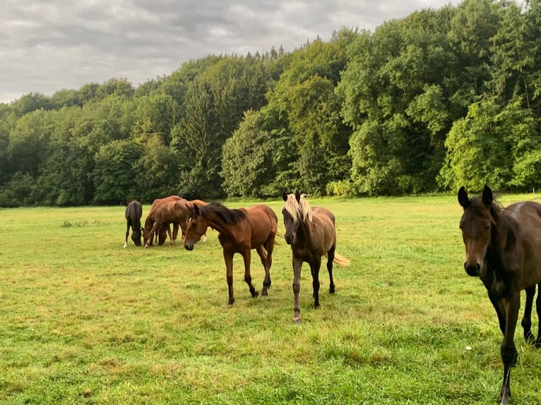 Foal and young horse turnout paddocks in Hasbergen – professionally, species-appropriate, and indivi