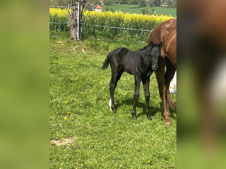 Foal and young horse turnout paddocks in Hasbergen – professionally, species-appropriate, and indivi