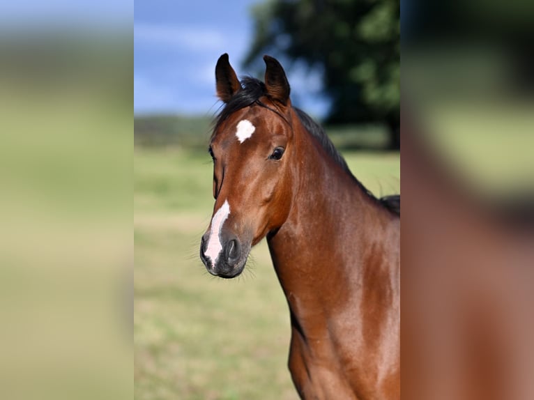 Foal nursery for colts near Hanover, directly by the water