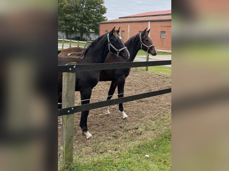 Foal nursery for colts near Hanover, directly by the water