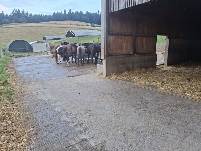 Foal pasture for young stallions