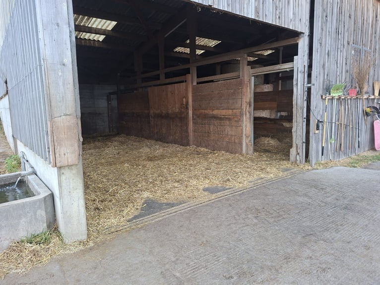 Foal pasture for young stallions