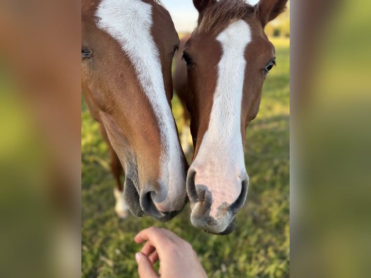 Foal-raising paddock
