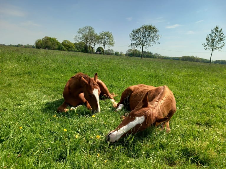 Foal-raising paddock