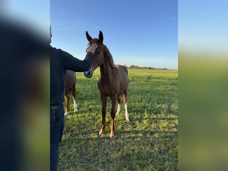 Foal-raising paddock