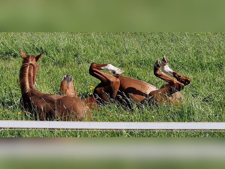 Foal-raising paddock