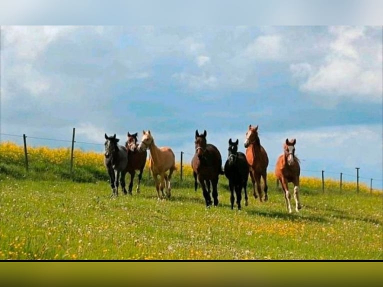 Foal Rearing, Retirement Horses, Horse Boarding, Free-Range Stable Housing