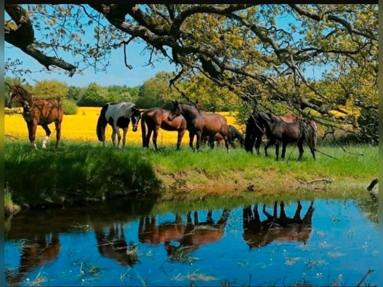 Foal Rearing, Retirement Horses, Horse Boarding, Free-Range Stable Housing