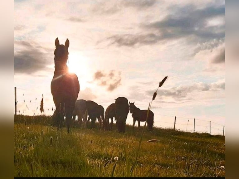 Foal Rearing, Retirement Horses, Horse Boarding, Free-Range Stable Housing