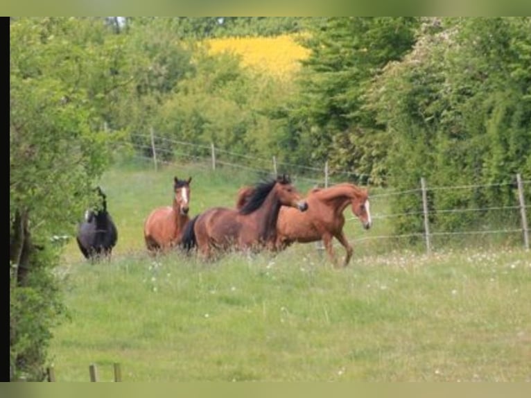 Foal Rearing, Retirement Horses, Horse Boarding, Free-Range Stable Housing