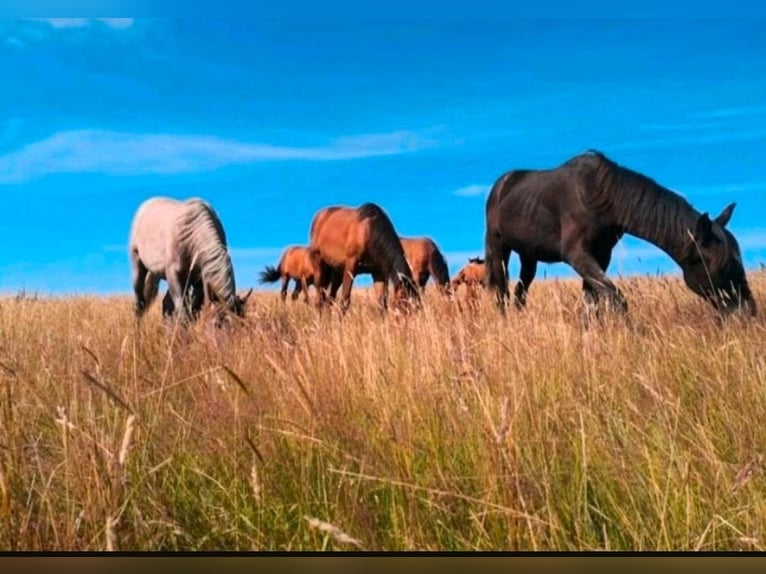 Foal Rearing, Retirement Horses, Horse Boarding, Free-Range Stable Housing